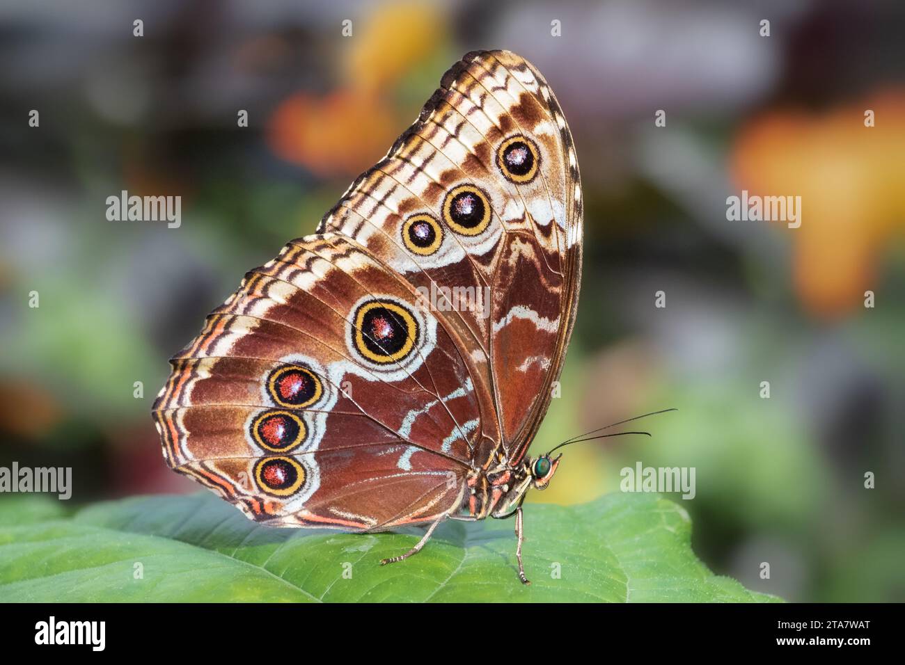 Nahaufnahme des Blauen Morpho Schmetterlings unter den Flügeln Stockfoto