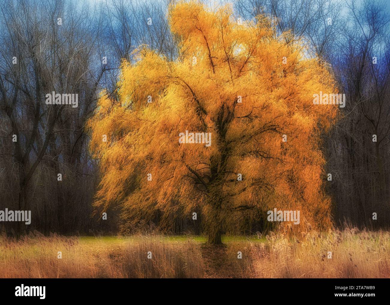 Trauerweide im Herbst (Version 2) Stockfoto