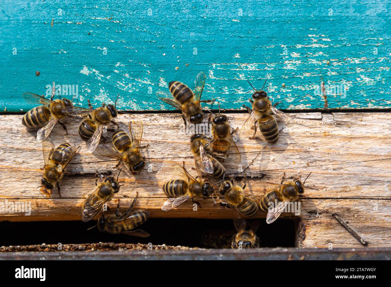 Honigbienen kommen in den Bienenstock. Bienen am Eingang zum Bienenstock Nahaufnahme auf blauem Hintergrund des Bienenstocks. Bienen, Bienenstock, Bienenzucht, Honigproduktion. Nach Hause Stockfoto