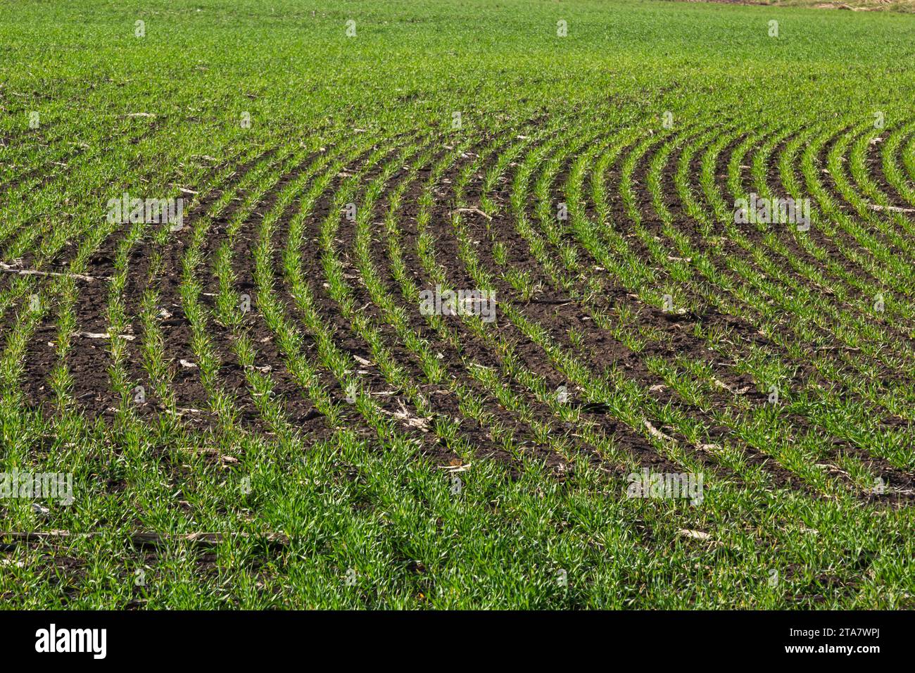 Junge Weizen Sämlinge wachsen in einem Boden. Landwirtschaft und Agronomie Thema. Organische Nahrung produzieren auf dem Feld. Natürliche Hintergrund. Stockfoto