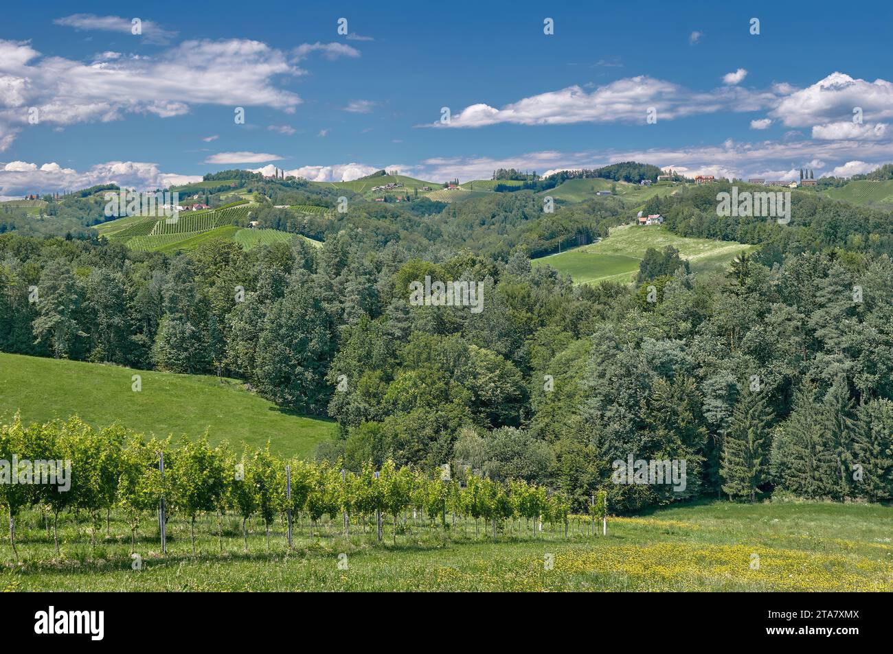 Idyllische Weinbaulandschaft in der Nähe von Leutschach an der Weinstraße im Weinbaugebiet steiermark, steiermark, Österreich Stockfoto