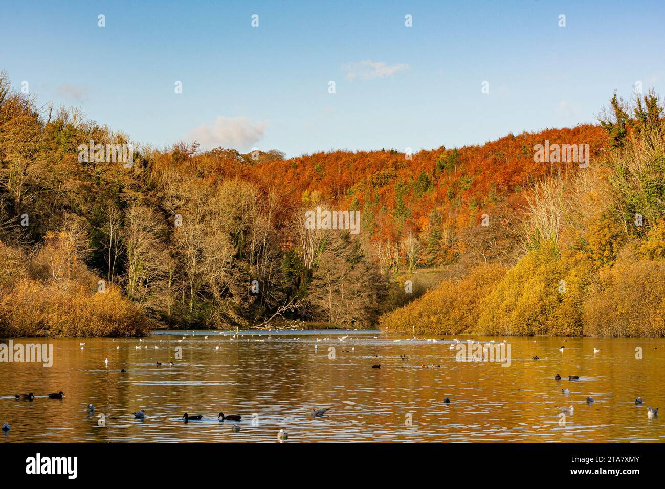 Der malerische und ruhige Swanbourne Lake, Arundel, West Sussex, Großbritannien. Stockfoto