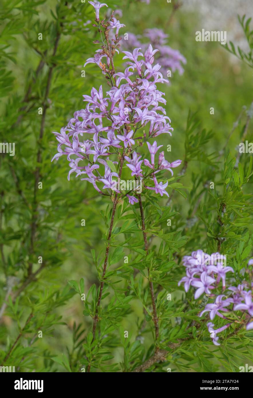 Persischer Flieder, Syringa persica - eine Hybride, die vermutlich aus einer Kreuzung von Syringa x laciniata und S. afghanica stammt. Garten. Stockfoto
