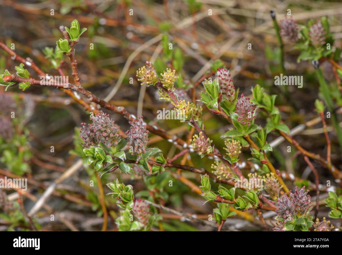 Sumpfweide, Salix Myrtilloides, männliche Katzinen. Arktisches Europa. Stockfoto