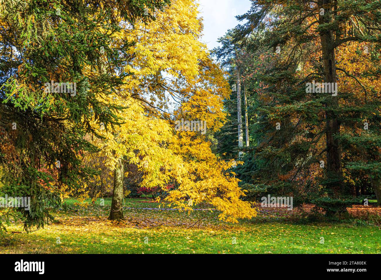 Herbstfarben im Royal Forest of Dean - Bitternut Hickory (Carya cordiformis) im Cyril Hart Arboretum nahe Speech House, Gloucestershire, eng Stockfoto