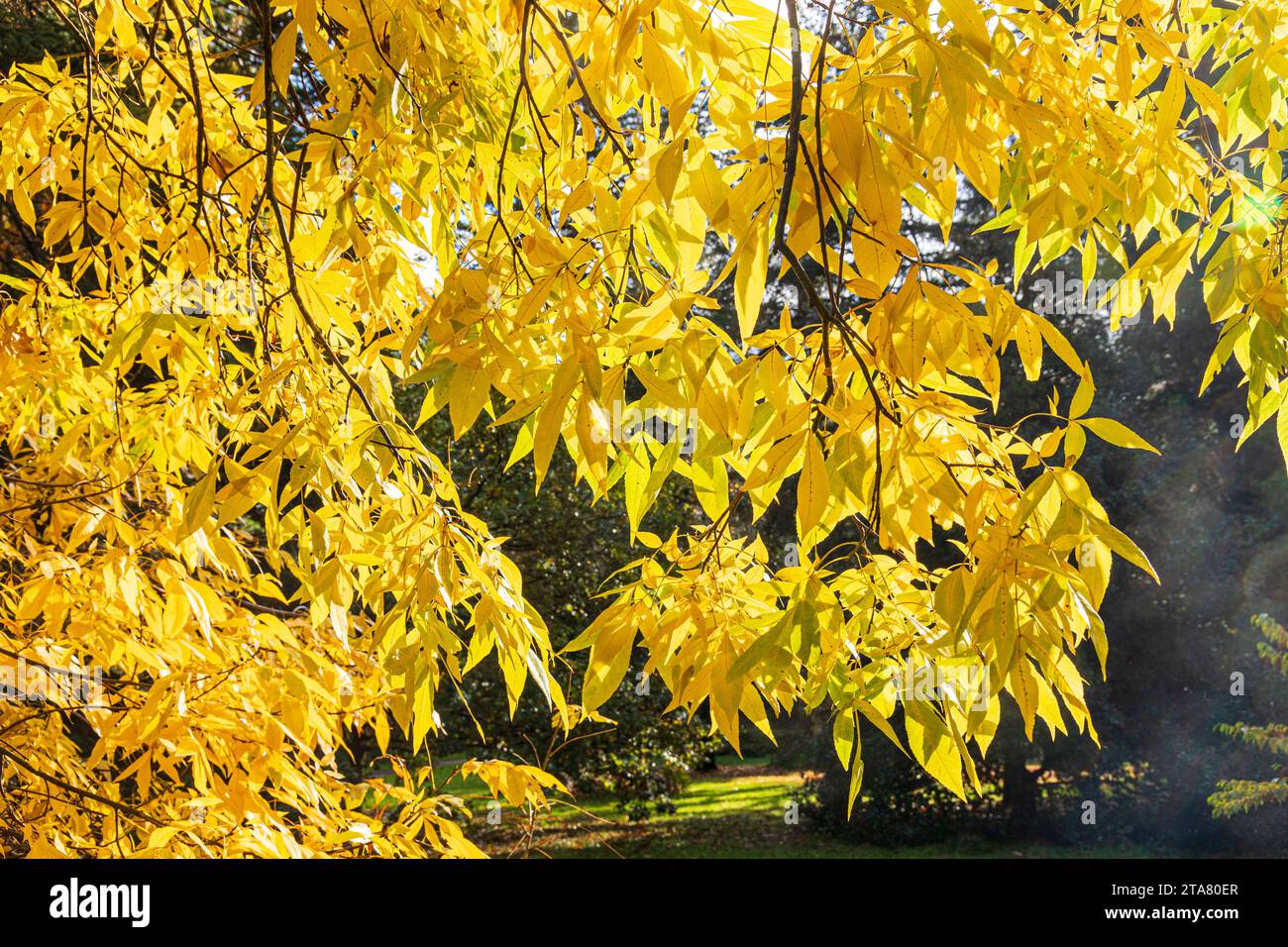 Herbstfarben im Royal Forest of Dean - Bitternut Hickory (Carya cordiformis) im Cyril Hart Arboretum nahe Speech House, Gloucestershire, eng Stockfoto