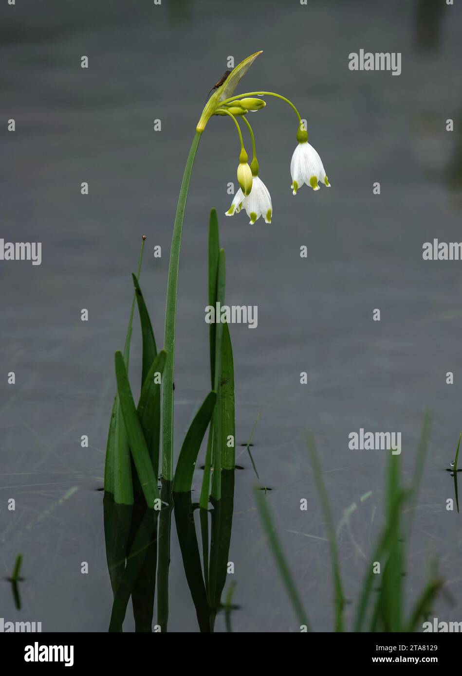 Sommerschneefloke, Leucojum aestivum ssp. Pulchellum in der Blüte im See Cerknica, Regionalpark Notranjski - ein intermittierender See, Slowenien. Stockfoto