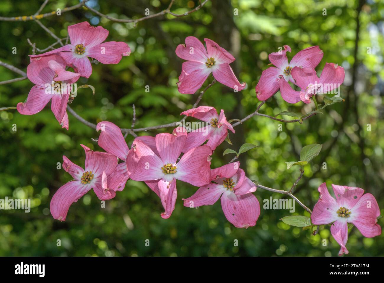 Rosafarbene Form des blühenden Hartholzes, Cornus florida, im Anbau. Stockfoto