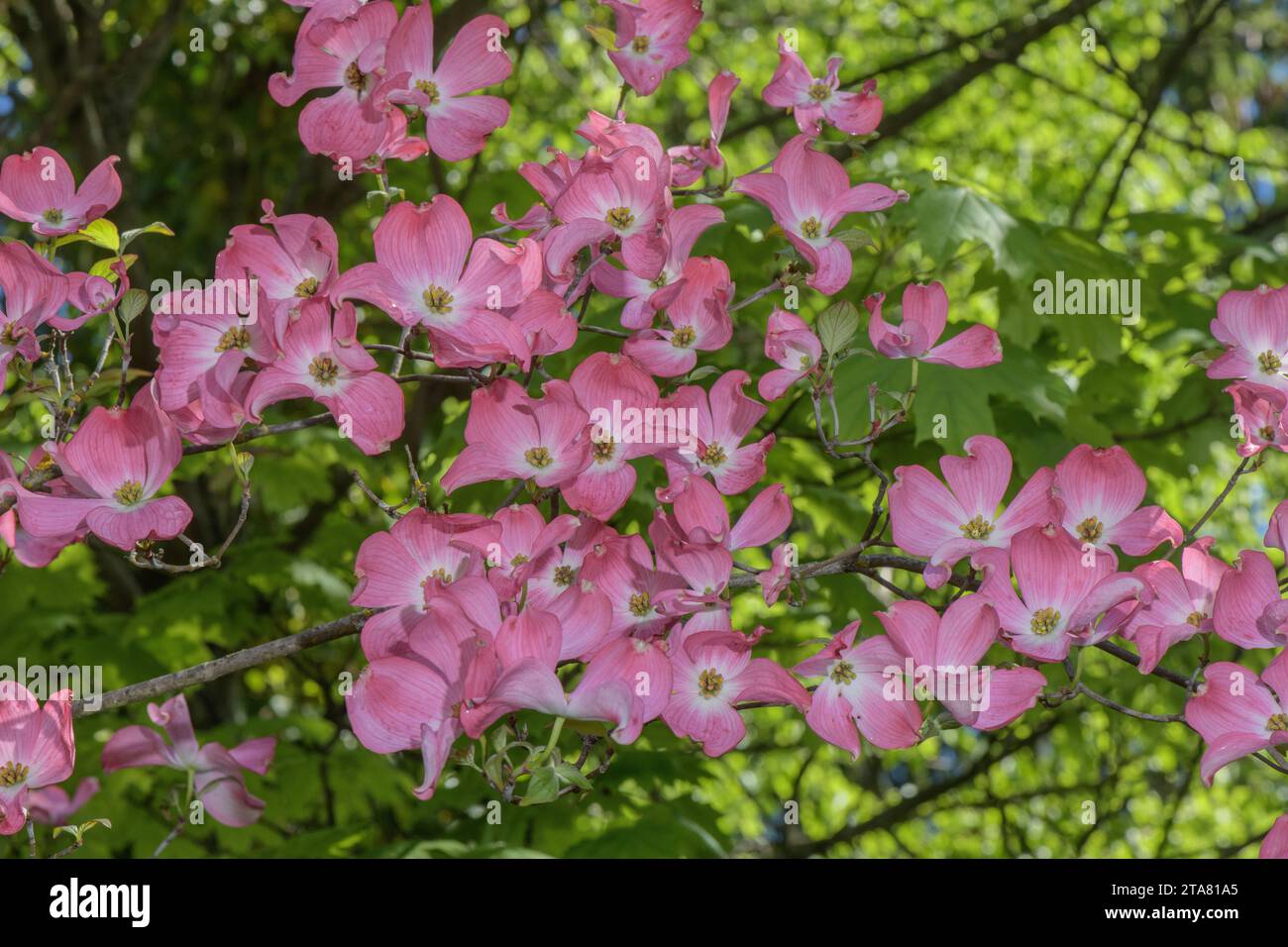 Rosafarbene Form des blühenden Hartholzes, Cornus florida, im Anbau. Stockfoto