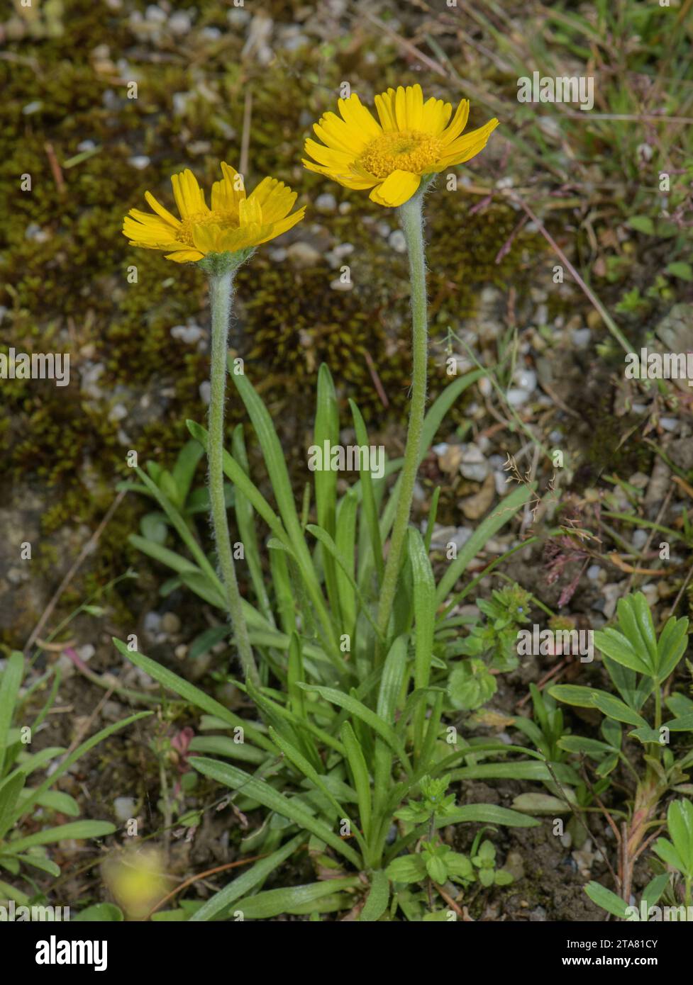 Alter Mann des Berges, Hymenoxys grandiflora in Blume. Rocky Mountains. Stockfoto