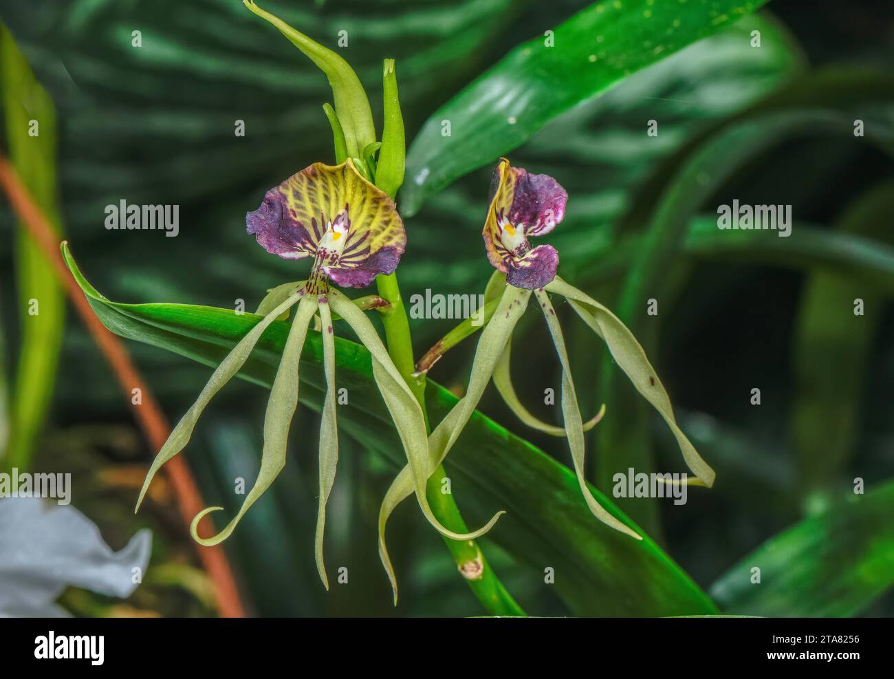 Muschelorchidee, Prosthechea cochleata, in der Blüte. Tropisches Mittelamerika. Stockfoto