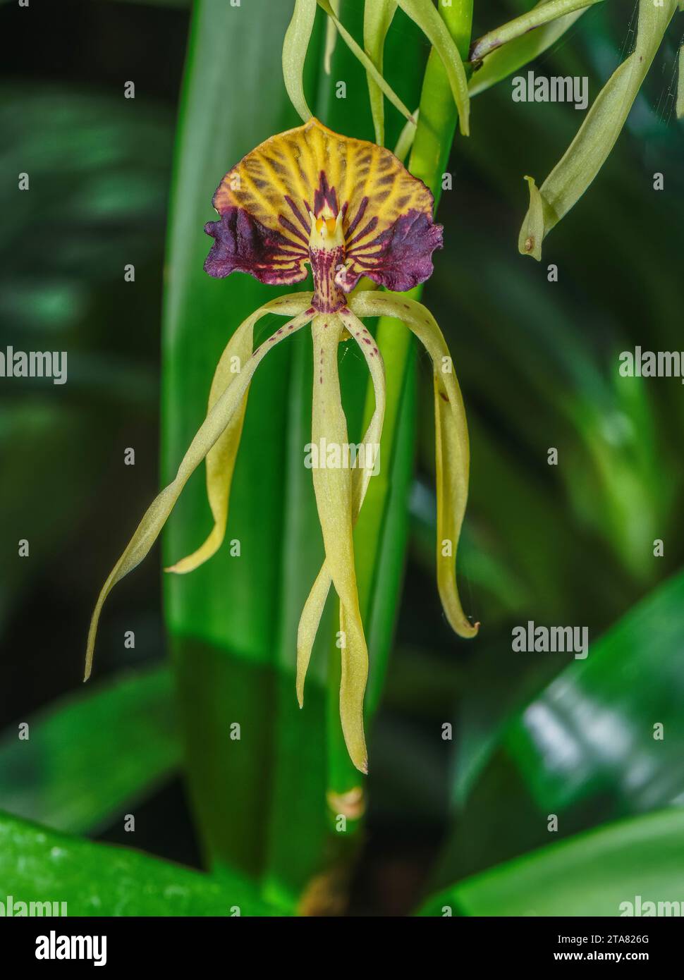 Muschelorchidee, Prosthechea cochleata, in der Blüte. Tropisches Mittelamerika. Stockfoto