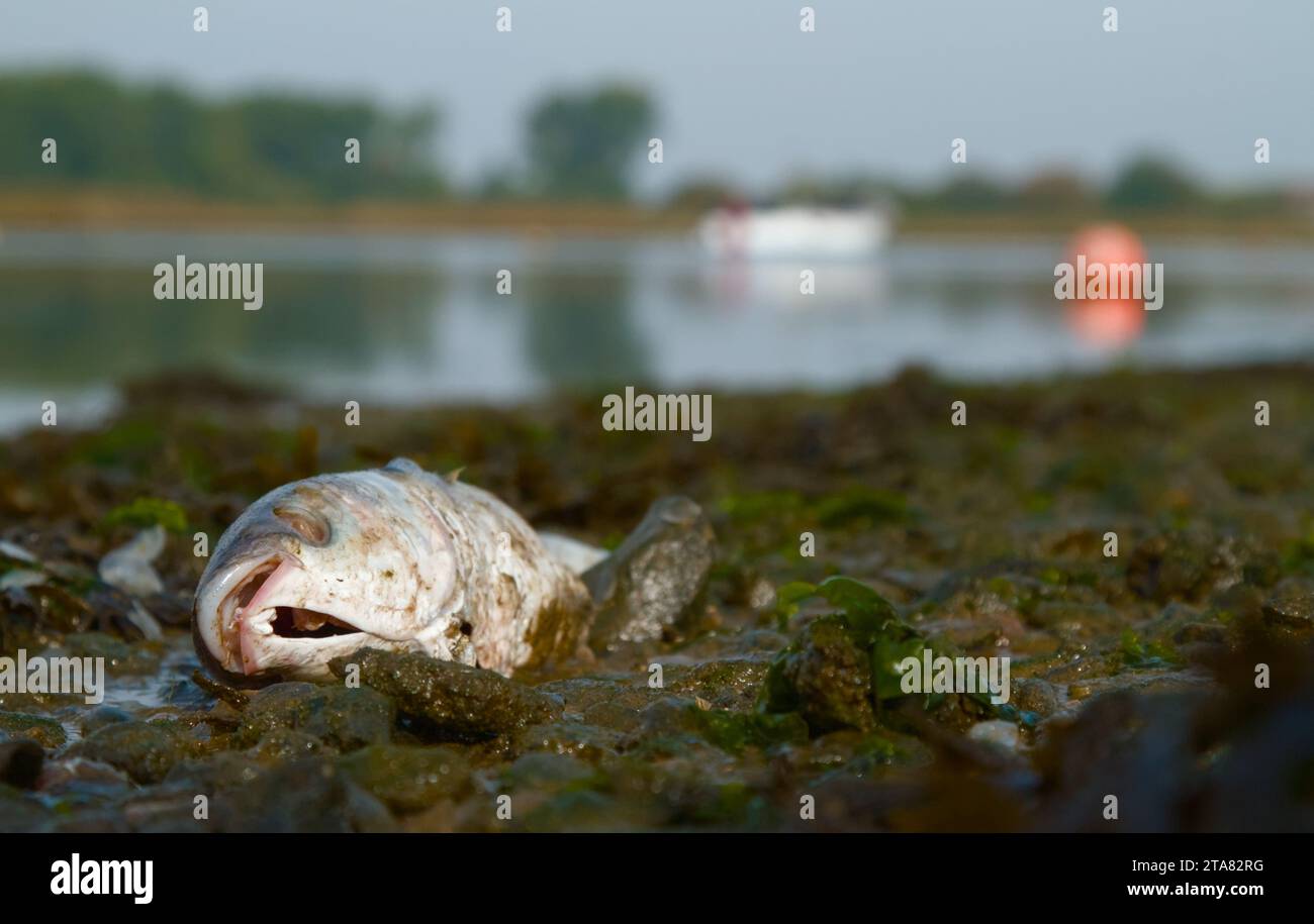 Toter, verfallender Graukaiserfisch, Mugil cephalus, der am Ufer bei Niedrigwasser liegt, Christchurch Harbour, Großbritannien Stockfoto