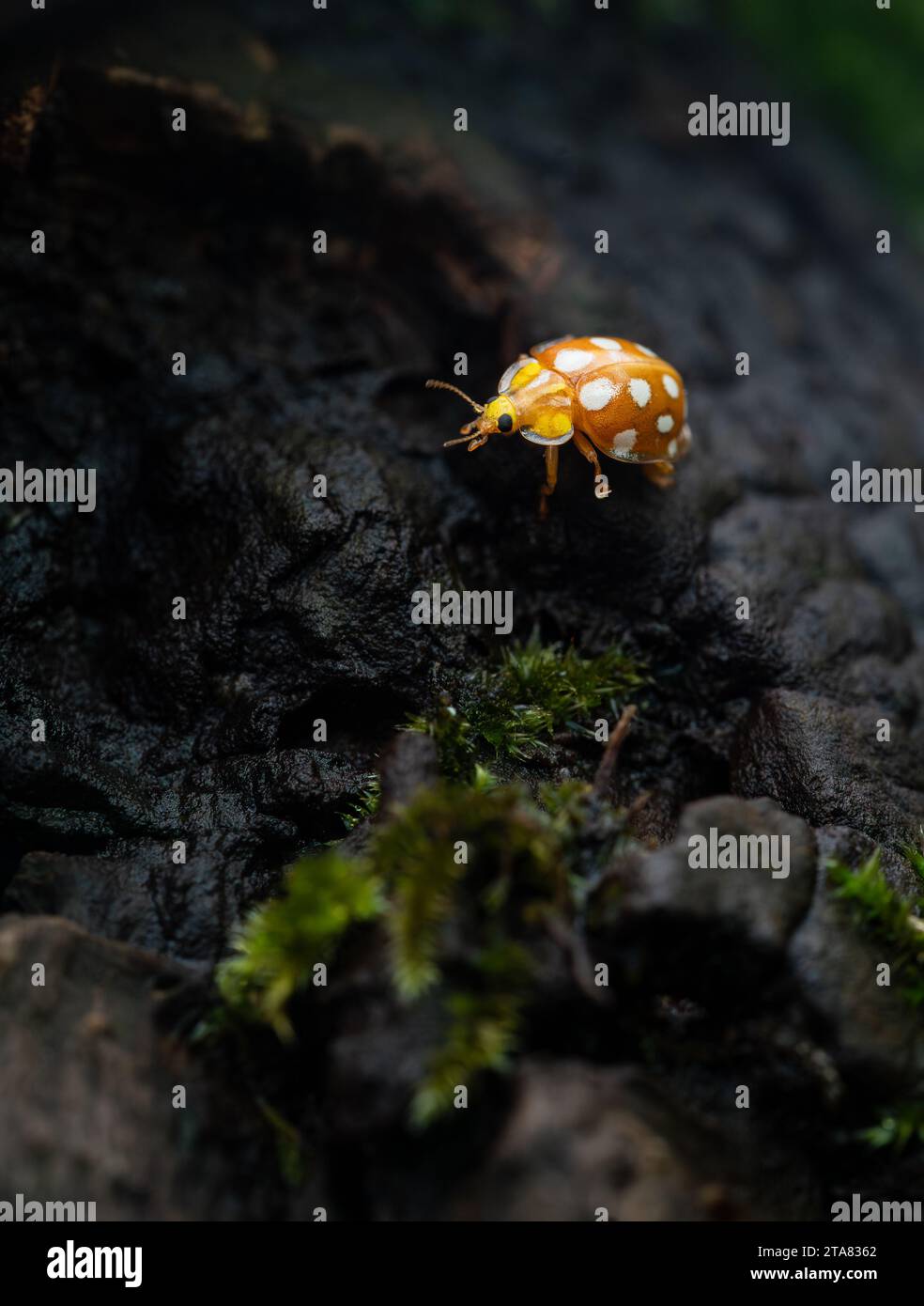 Der Orange Marienkäfer, wissenschaftlich bekannt als Halyzia sedecimguttata, ist eine häufig vorkommende Art von Marienkäfer. Stockfoto