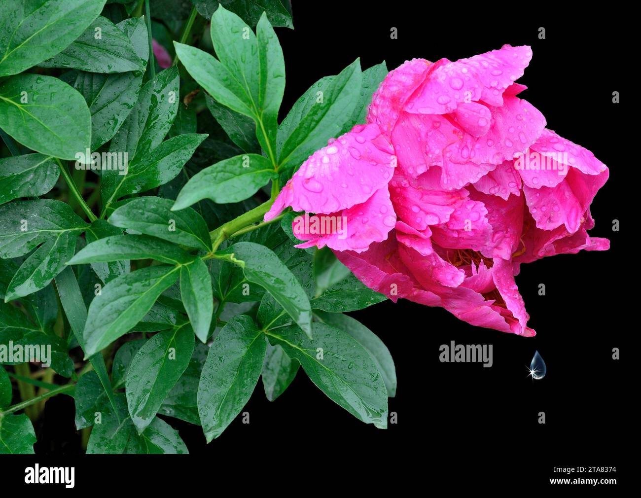 Einzelne rosafarbene Pfingstrosenblüte bedeckt mit Wassertropfen nach Regen als Symbol für Frische, oder traurig und melancholisch. Elegante zarte Päoniefläume mit nassem pe Stockfoto