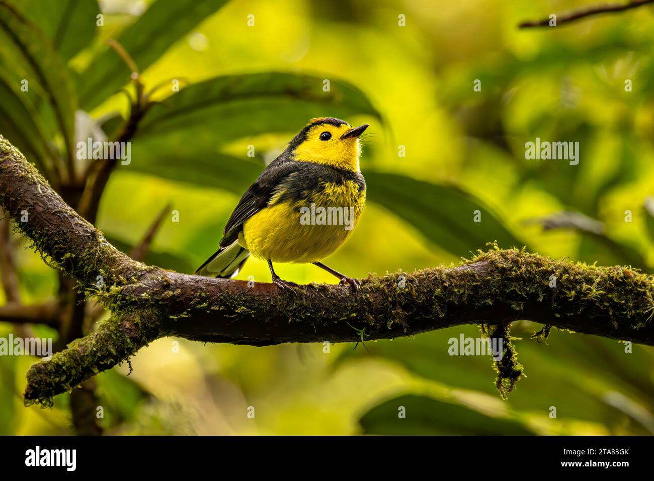 Redstart mit Kragen Stockfoto