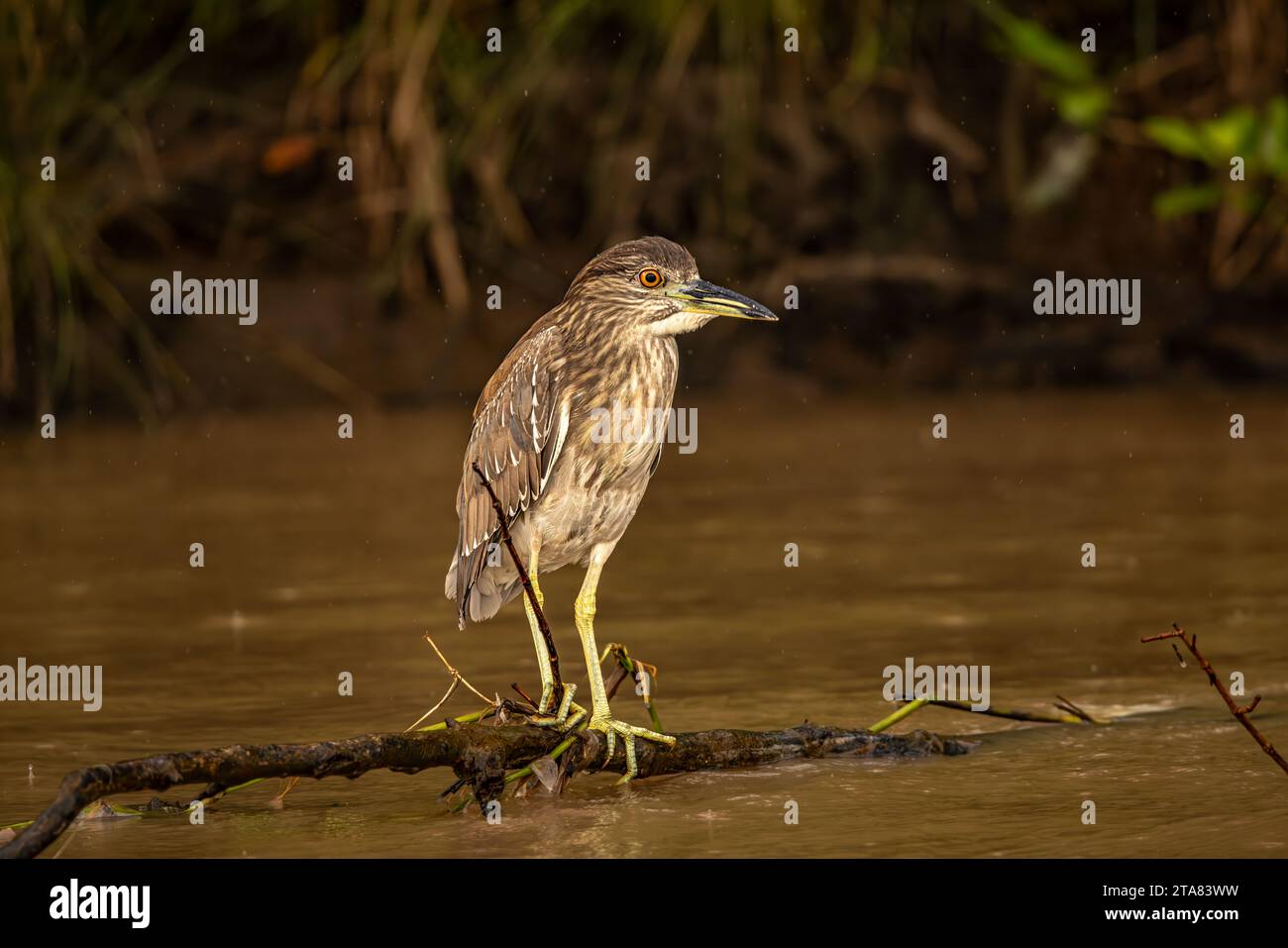 Schwarzgekrönte Nachtschreiher-Jungtiere Stockfoto