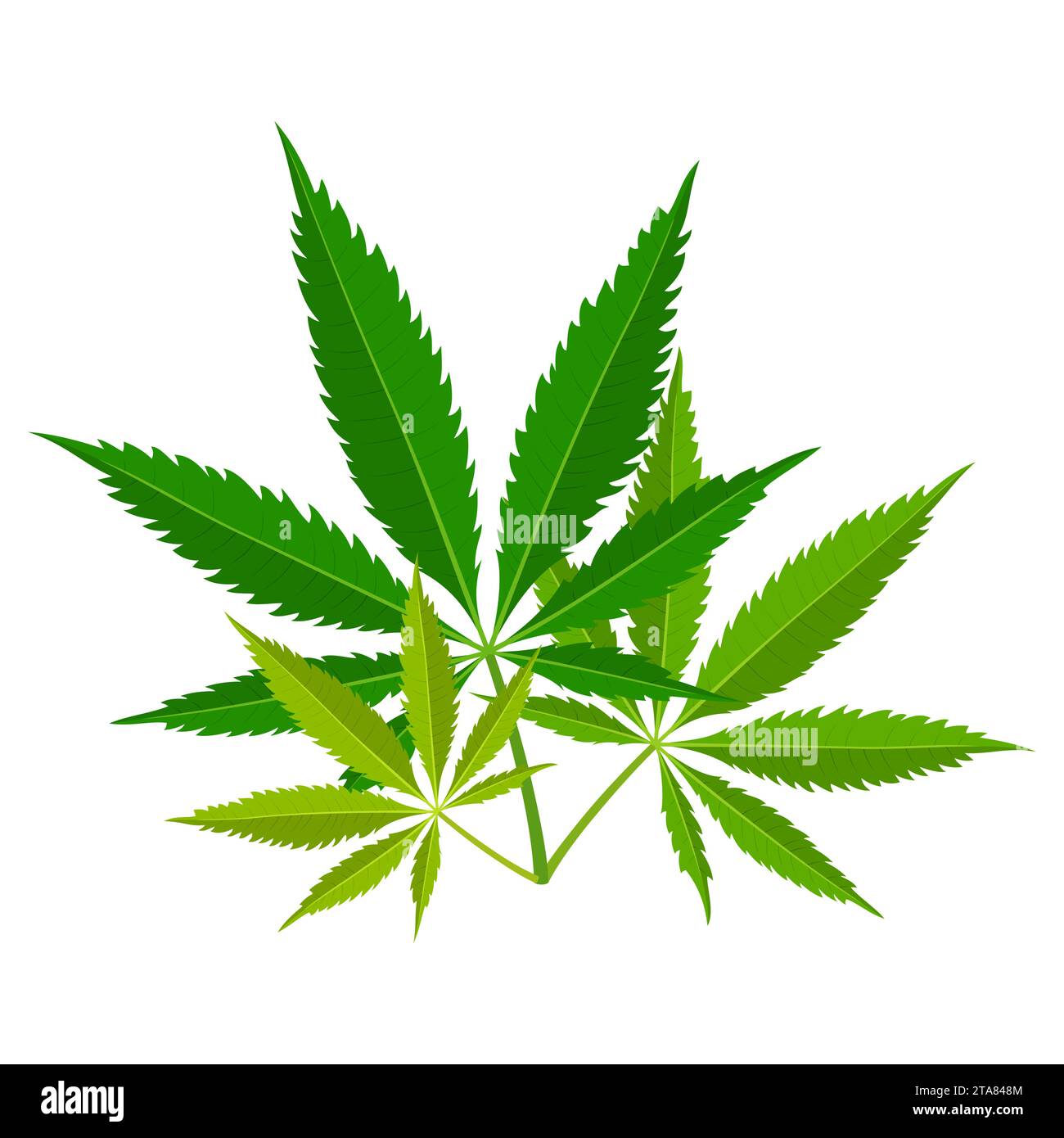 Grüne Marihuanablätter. Medizinische Cannabispflanze, Kräuterindica sativa. Naturhanf. Suchtrauchunkraut Drogen illegales Betäubungsmittel. Vektorabbildung. Stock Vektor