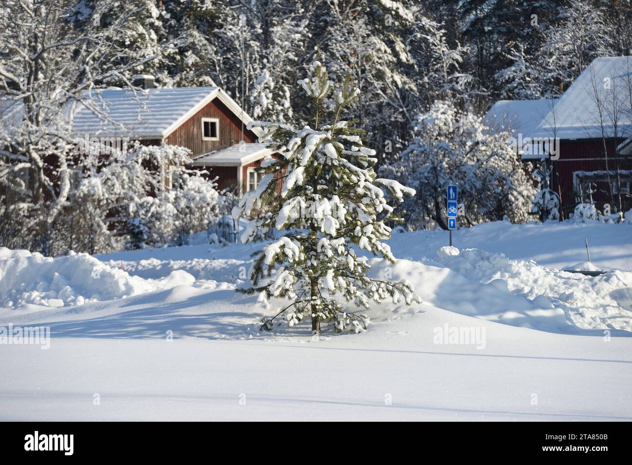 Winterlandschaft in Finnland, Fichten im Vordergrund mit Schnee bedeckt Stockfoto
