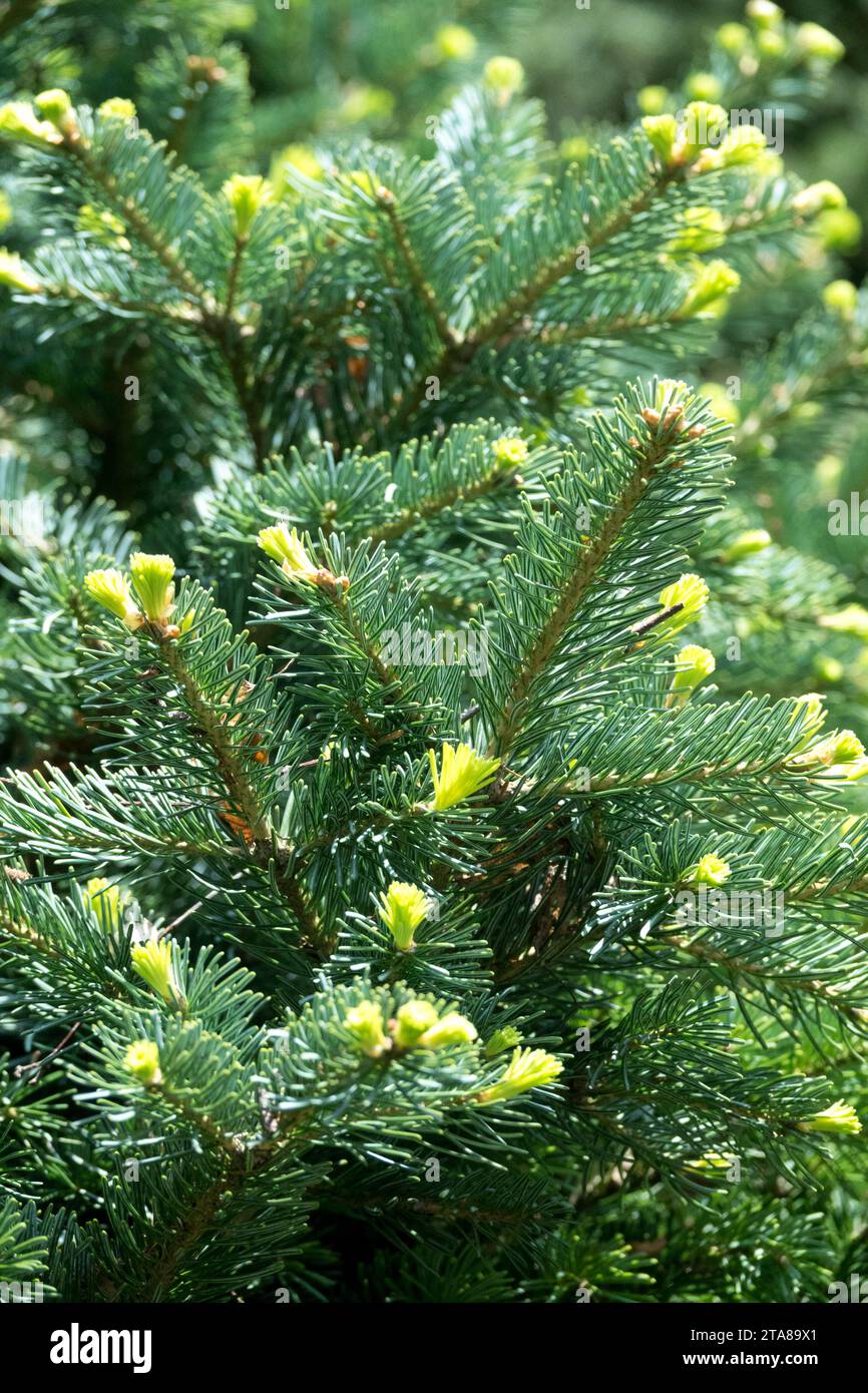 Abies lasiocarpa, Balsamtanne, Steintanne, Alpentanne, Laub, Tanne, Nadeln, Weißbalsam, Pinaceae, Pflanze, Abies lasiocarpa „Roger Watson“ Stockfoto