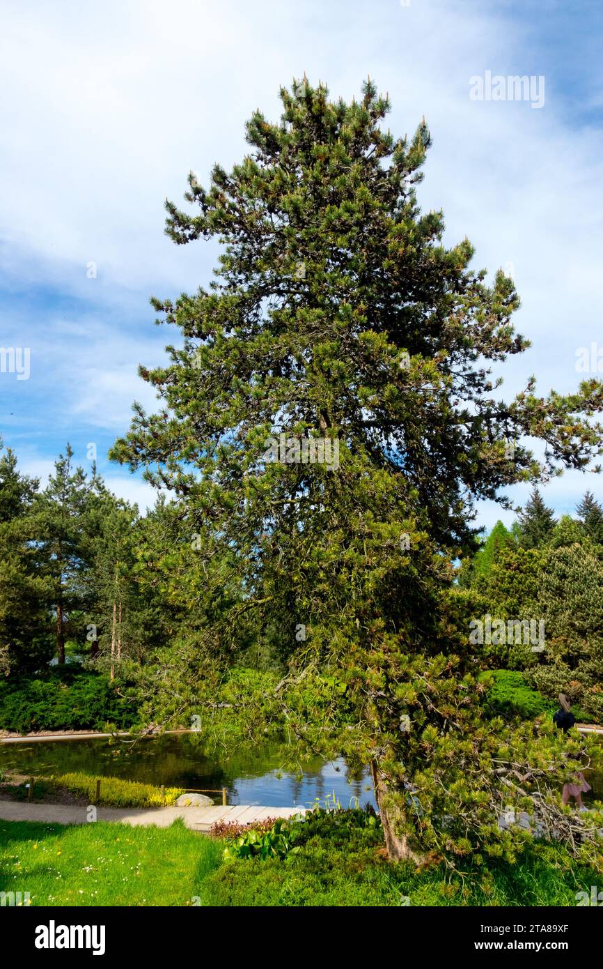Pinus uncinata Baum geformt, Baum, Wachstum, Kiefer, Nadelholz, Form, Pinus uncinata subsp. Uliginosa Stockfoto