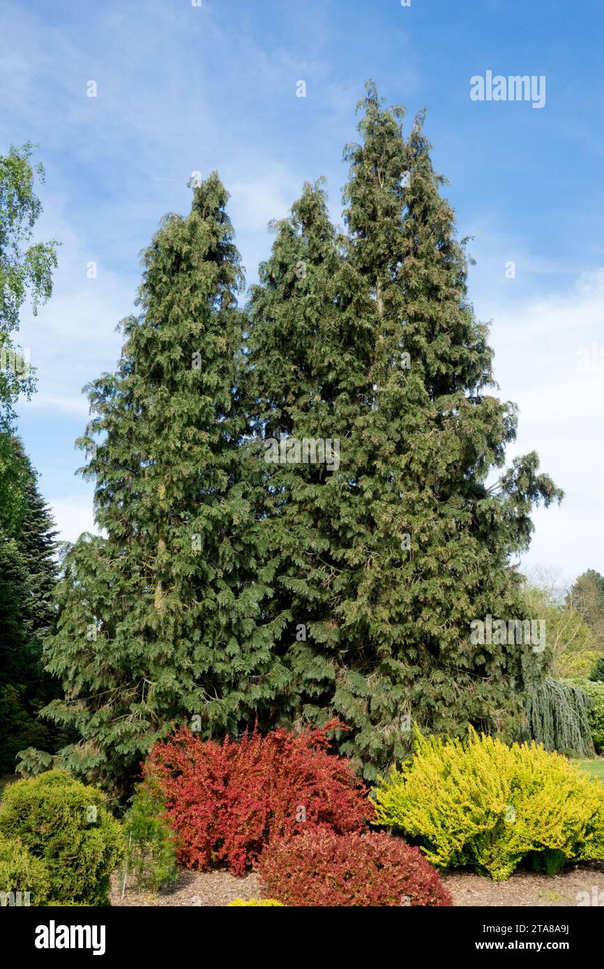 Chamaecyparis lawsoniana, Port Orford Cedar, Oregon Cypress, Lawson False Cypress, Trees, Lawson Cypress, Port Orford Cypress, Shape Cultivar Spek Stockfoto