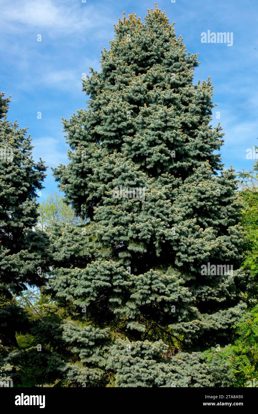 Picea, Baum, Fichte, alt, Konifer, Picea pungens „Moll“ Stockfoto