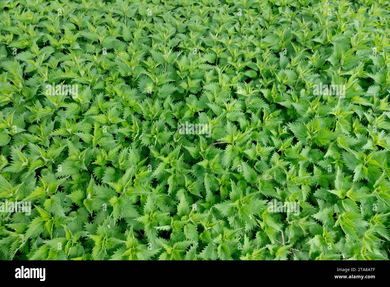 Urtica dioica, Brennnessel, Textur-Blätter, Frühling Stockfoto