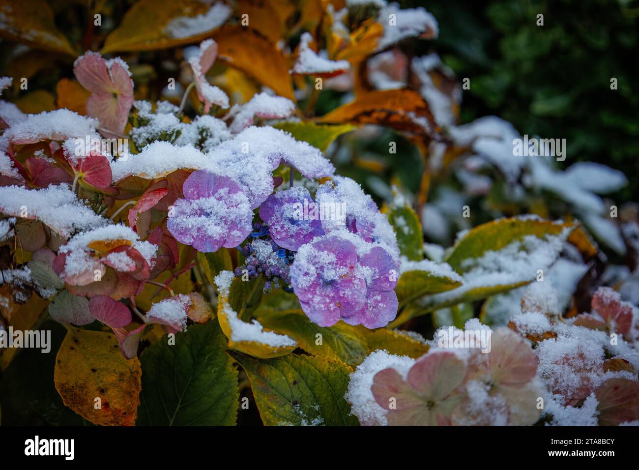 Nahaufnahme von ausgetrockneten bunten Hortensie Blumen bedeckt mit einer Schneeschicht in der kalten Wintersaison, Niederlande Stockfoto