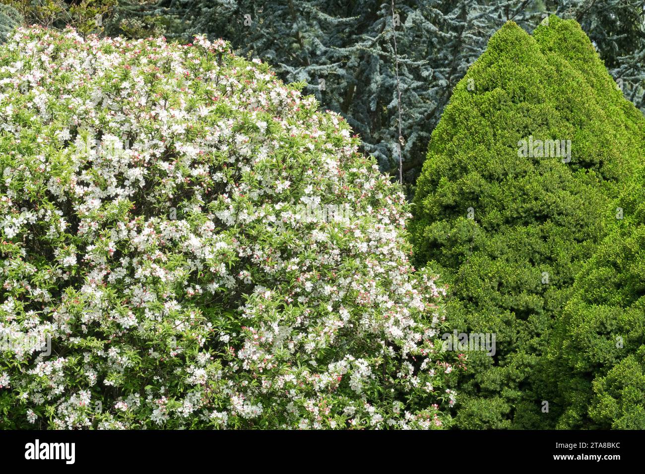 Globus Form Malus 'Pomzai' und Picea glauca 'Conica' im Frühlingsgarten Stockfoto