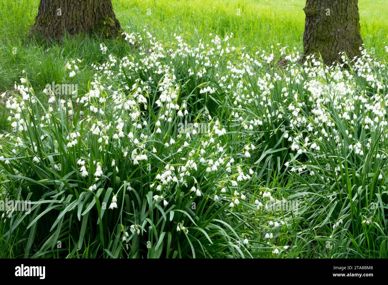 Leucojum aestivum 'Gravetye Giant', Wiese, Sommerschneeflocke, Loddon Lily Springtime, weiß, Blüten wachsen in einem Haufen Stockfoto