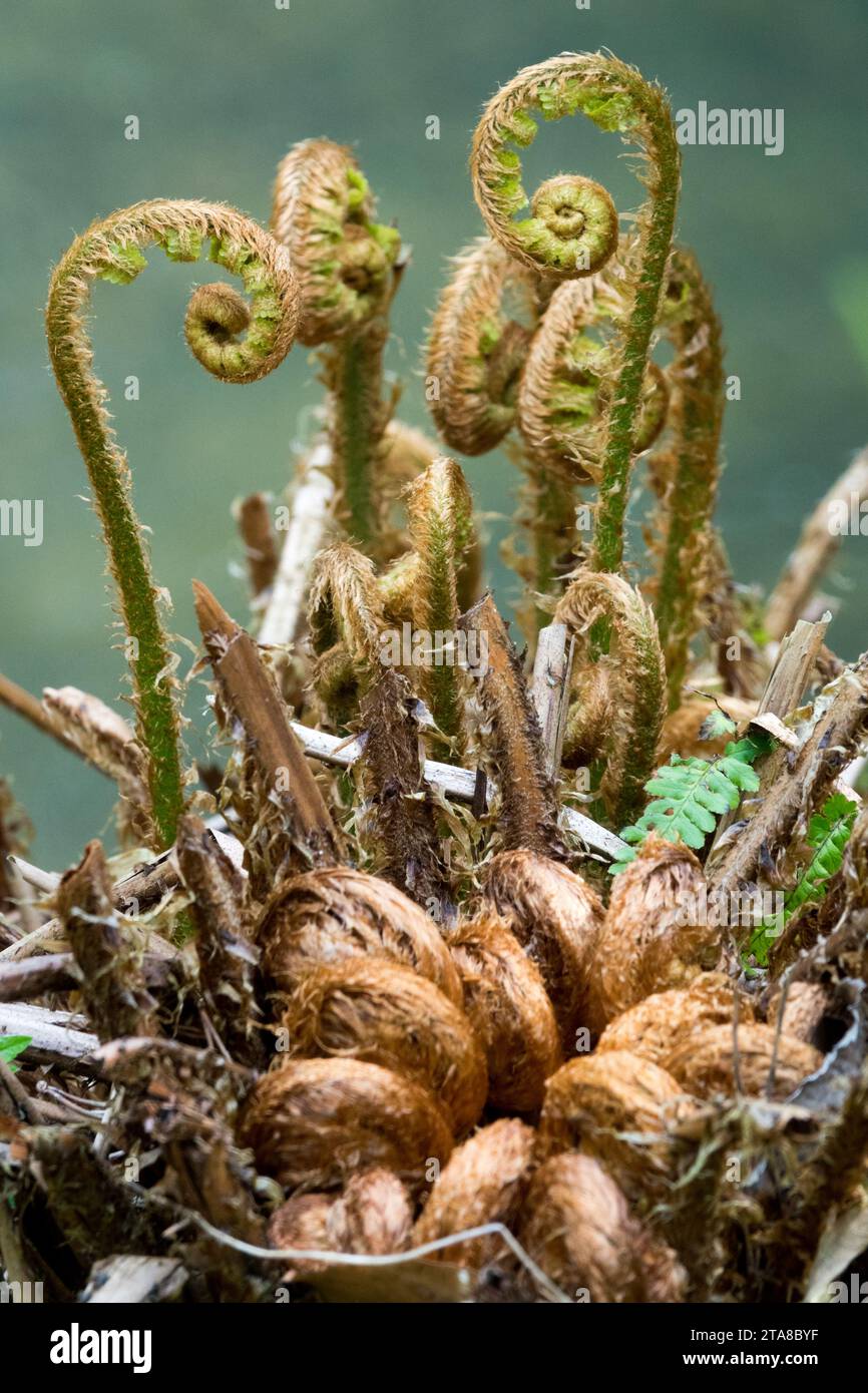 Fiddlehead Farn Ground Farn, Schüsse, Wedel Stockfoto