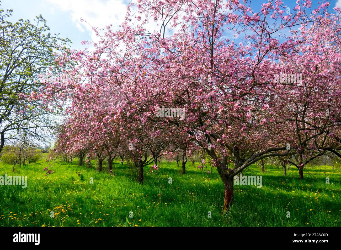 Schöner, sonniger Tag in einer blühenden Apfelgarten, Frühlingswetter, Garten, Wiese Frühling, Saison, Rosa, Bäume, Rasen Stockfoto