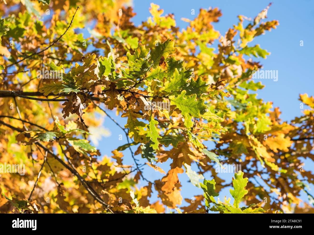 Bunte Eiche (Quercus sp.) Blätter Stockfoto