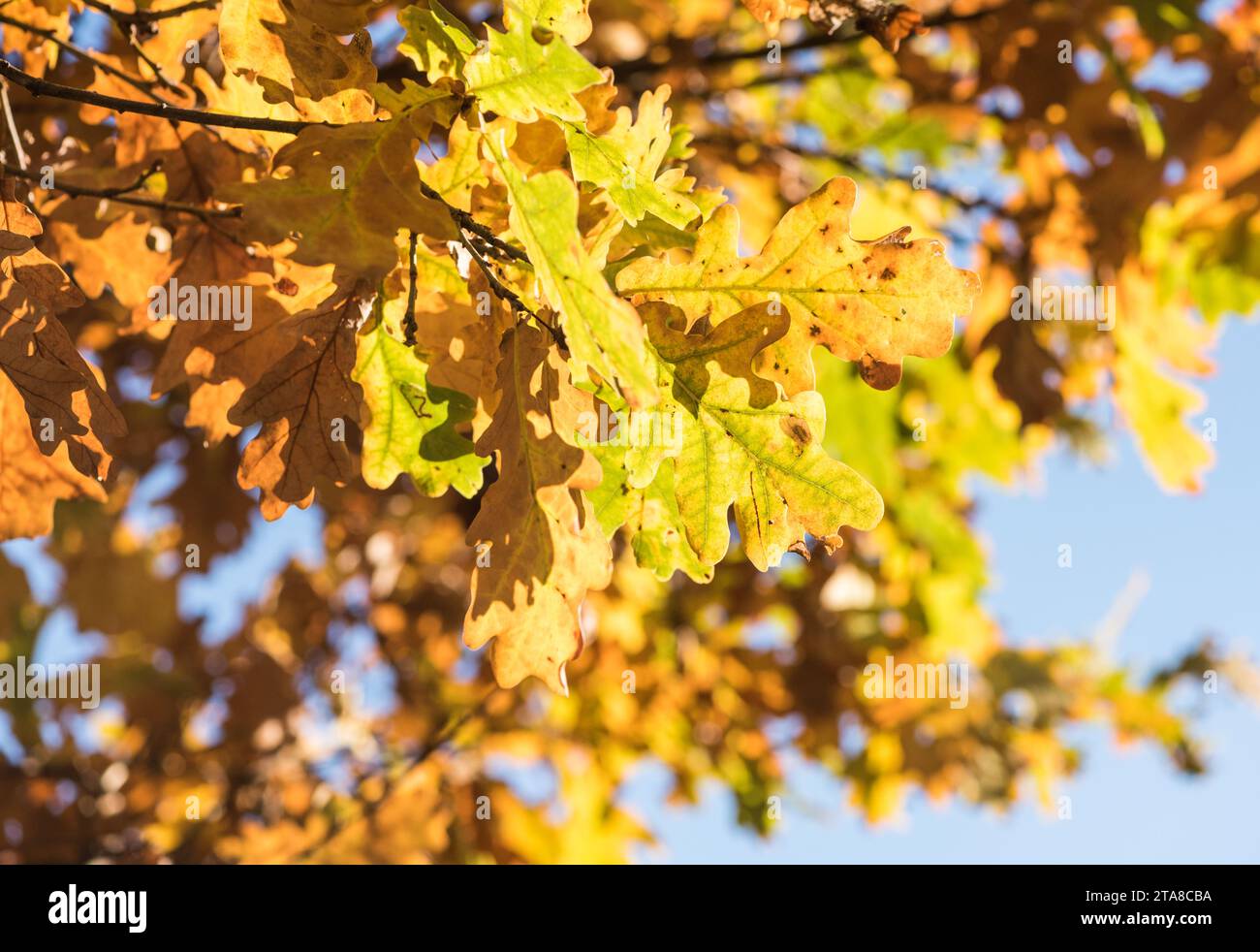 Bunte Eiche (Quercus sp.) Blätter Stockfoto