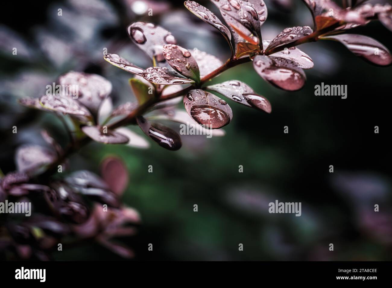 Herbsttropfen Herbstregen auf die Blätter Stockfoto