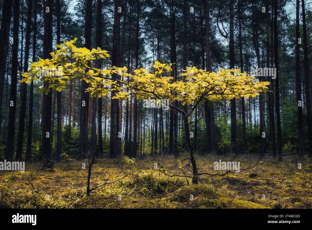 Ein einsamer Baum in einer Herbstlichtung Stockfoto