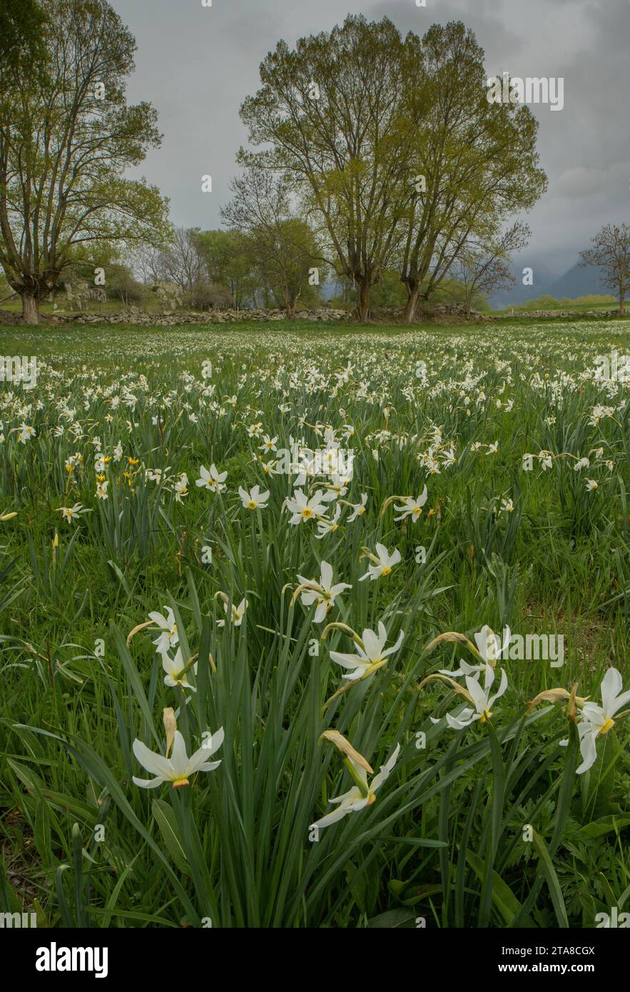 Feld voller Fasanenauge Narzissen, Narcissus poeticus, in der Nähe von Llos in der Cerdagne Francaise, Pyrenäen Stockfoto