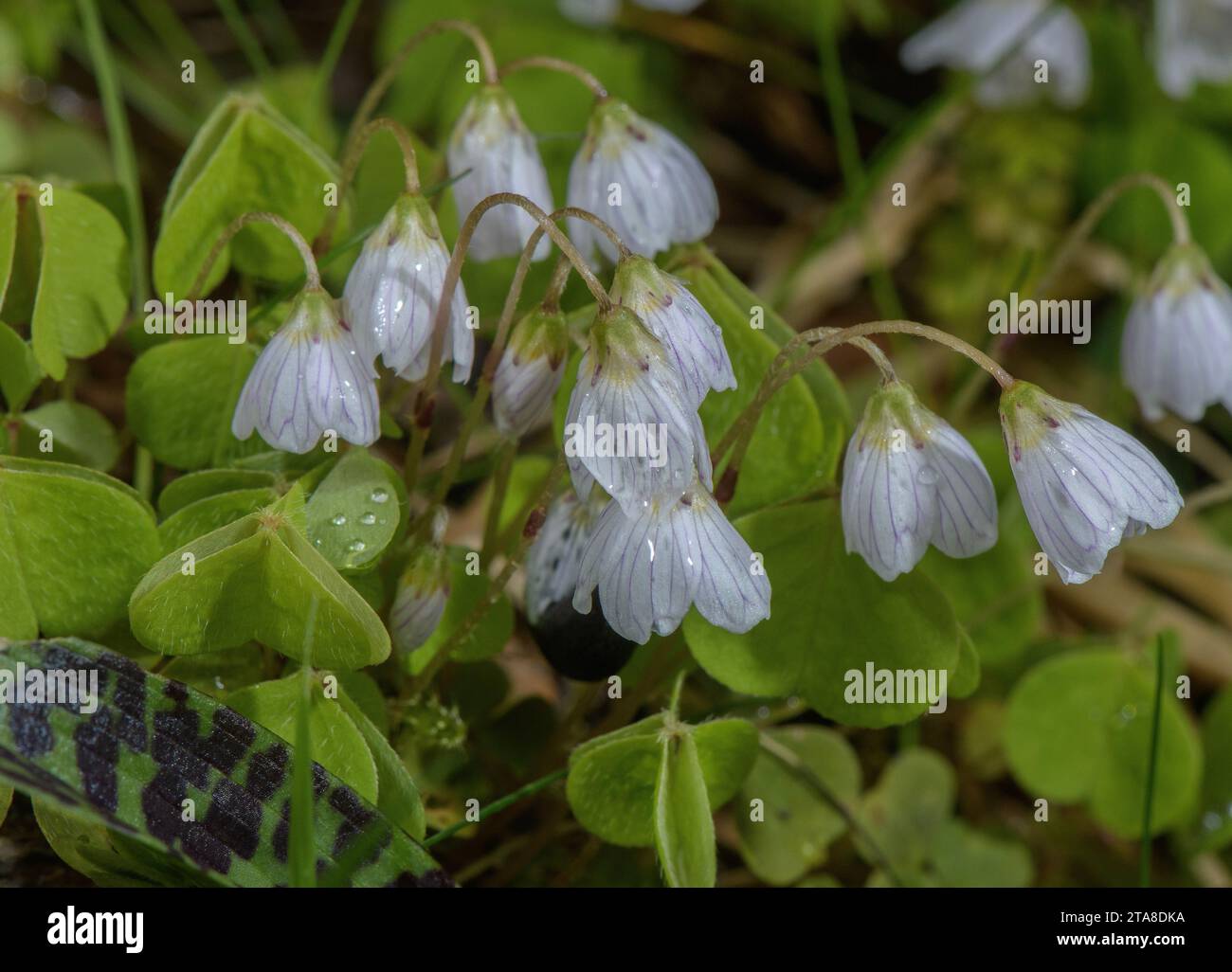 Sauerampfer, Oxalis acetosella, in Blüte im frühen Frühjahr. Stockfoto