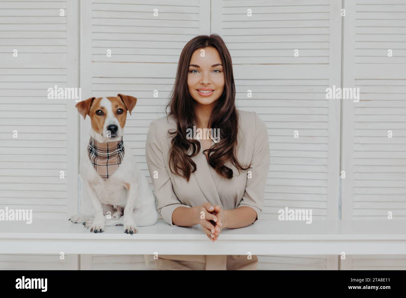 Stilvolle Frau mit einem charmanten Lächeln posiert mit ihrem Jack Russell Terrier vor einem weißen Holzhintergrund Stockfoto