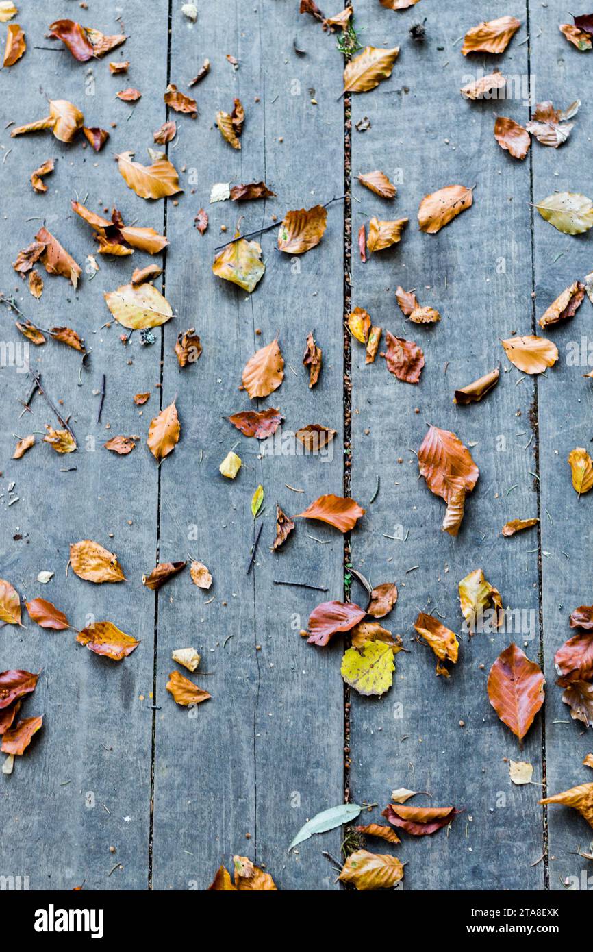 Herbst Hintergrund mit gelben Blättern und kopieren Sie Raum, Herbst Stockfoto