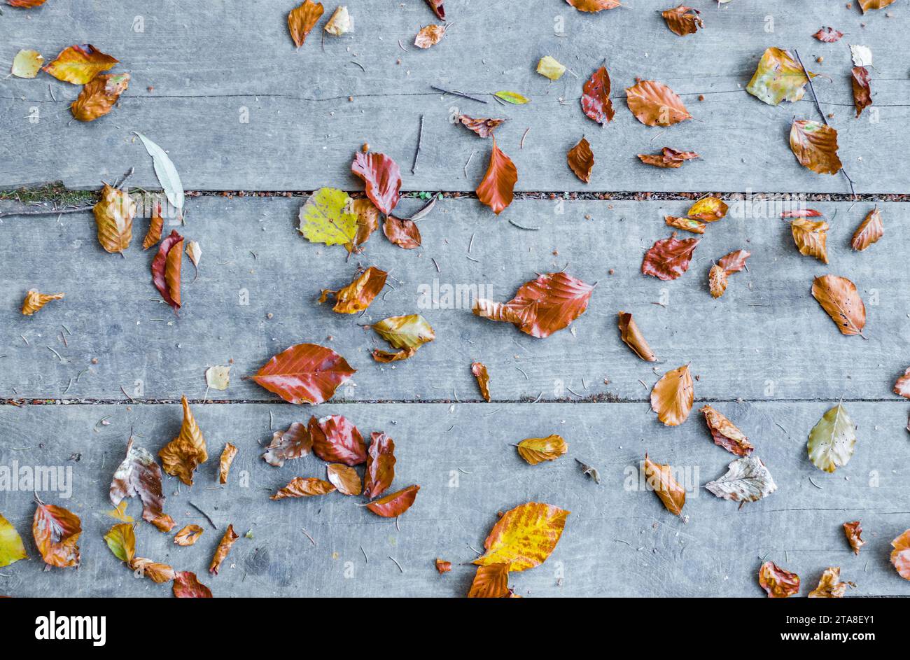 Herbstblatt mit gri Backgound Stockfoto