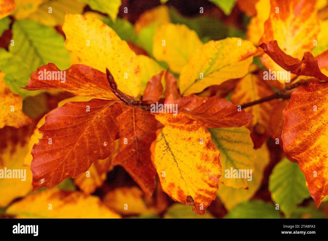 fallen Sie im Herbst Blatt Hintergrunddekoration mit Exemplar für Ihren text Stockfoto