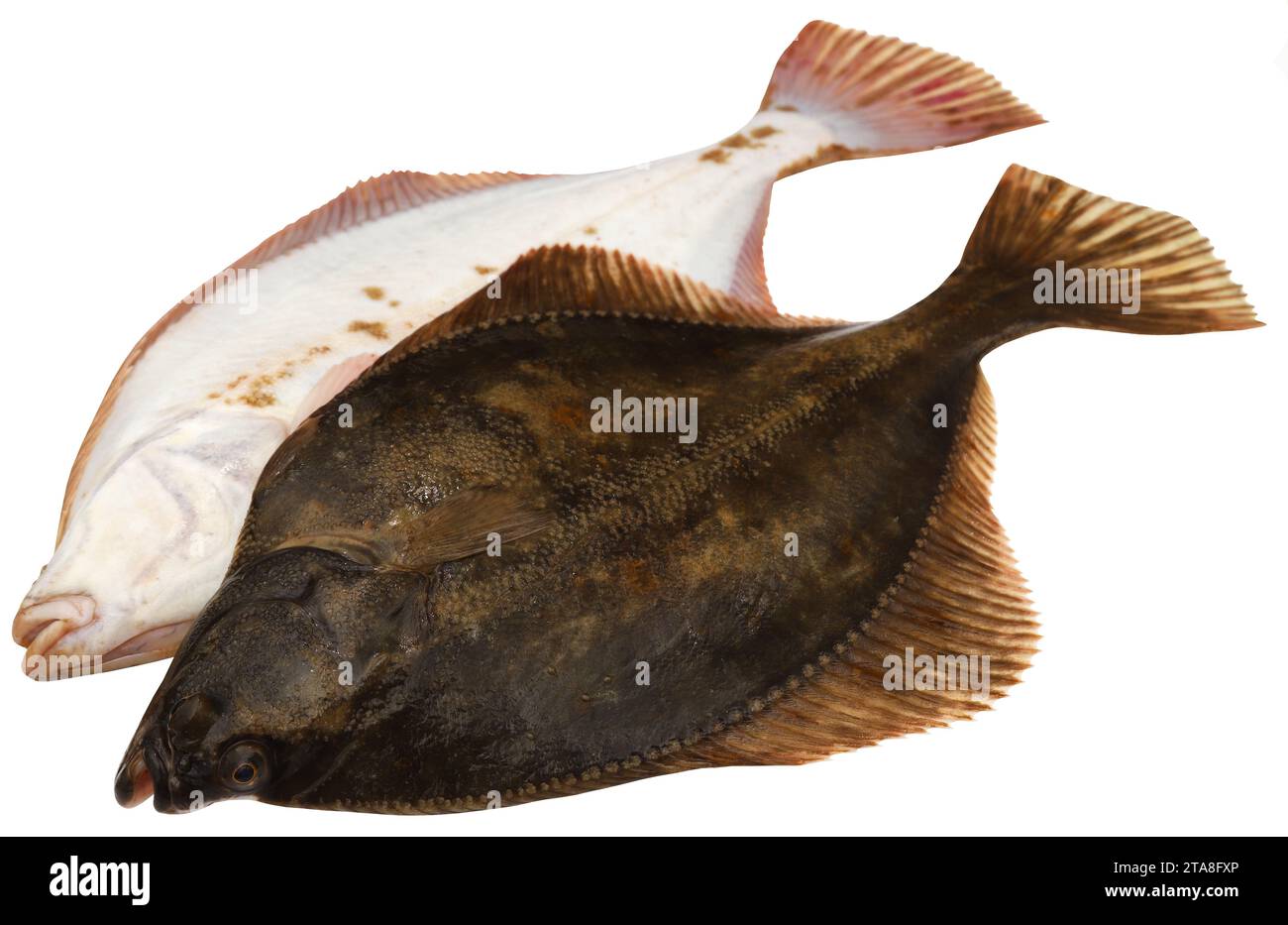 Plattfische aus dem Meer frisch gefangen Stockfoto