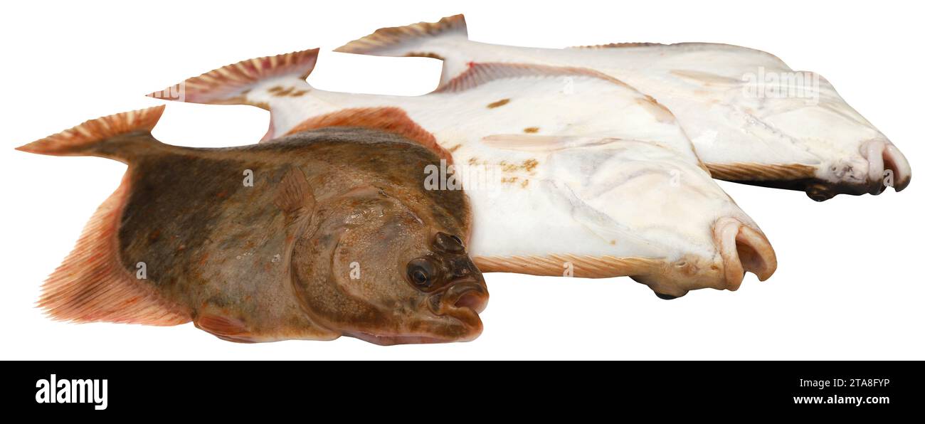 Plattfische aus dem Meer frisch gefangen Stockfoto