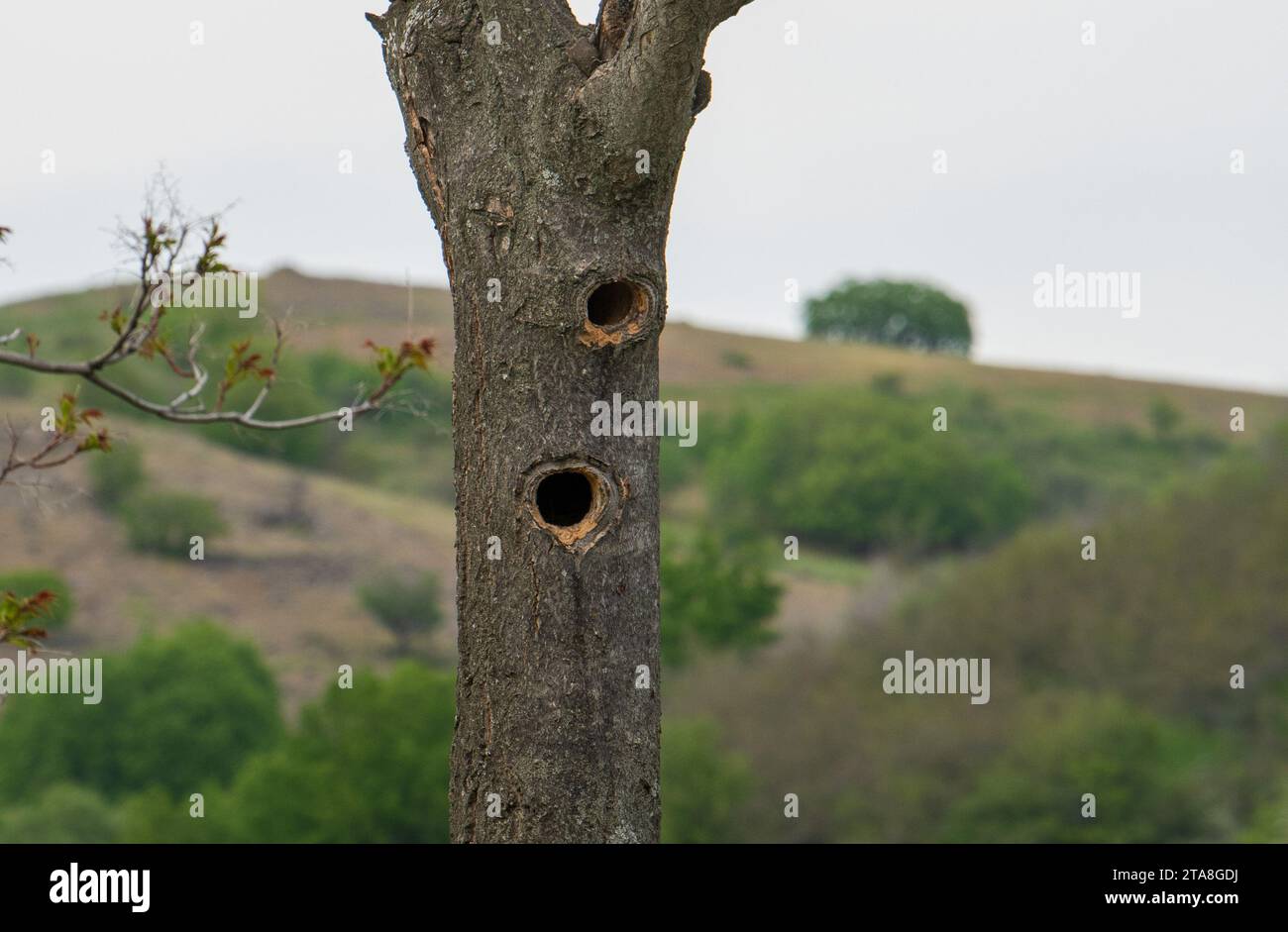 Kunst der Natur. Spechte Löcher gegen einen klaren Himmel. Stockfoto