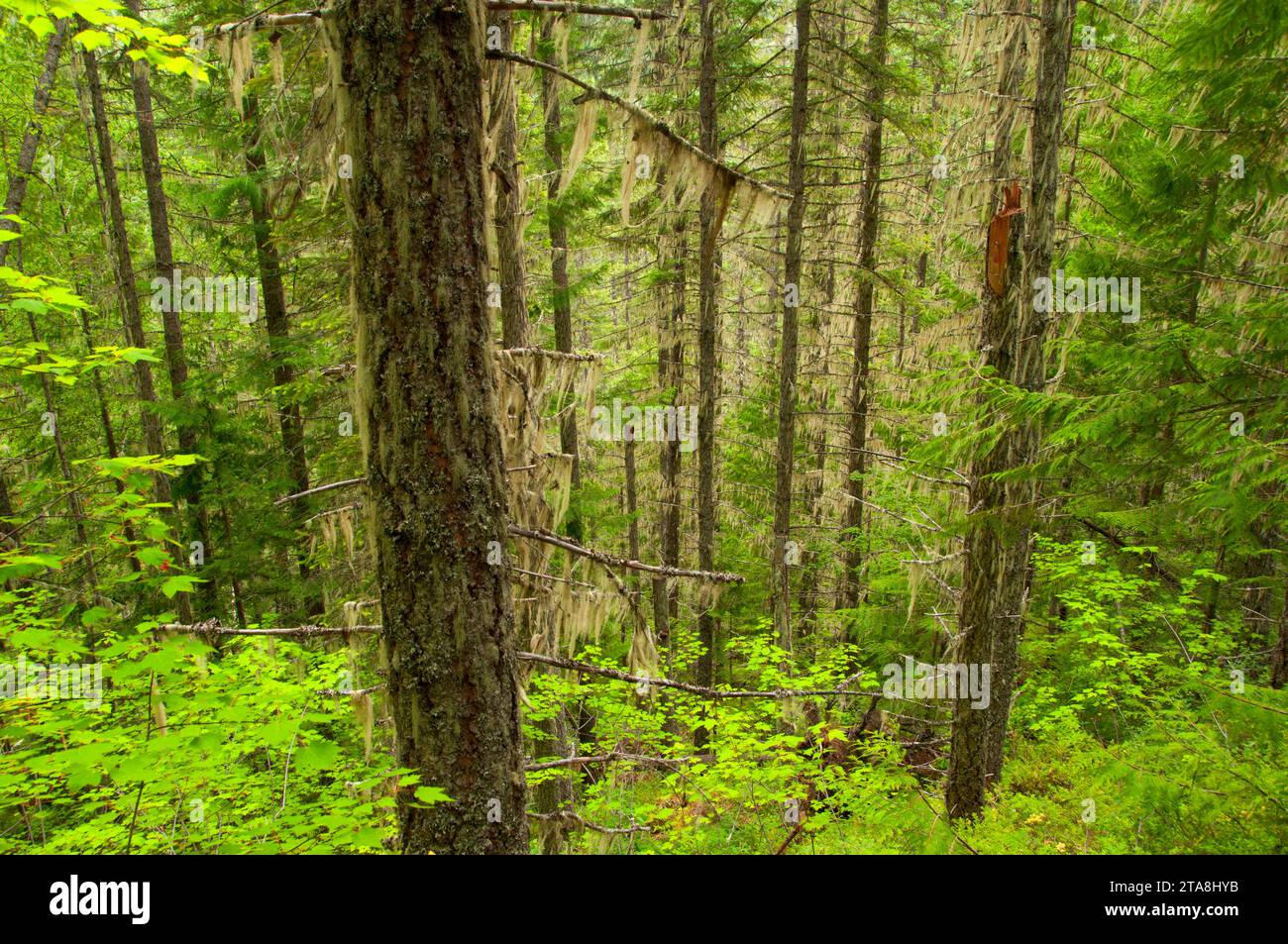 Wald auf Kette Wiesen Lake Trail, Wells Gray Provincial Park, Britisch-Kolumbien, Kanada Stockfoto