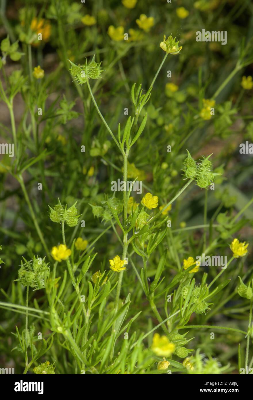 Maisbutterblume, Ranunkulus arvensis in Blüte und Frucht; seltenes Unkraut von Ackerfeldern. Stockfoto