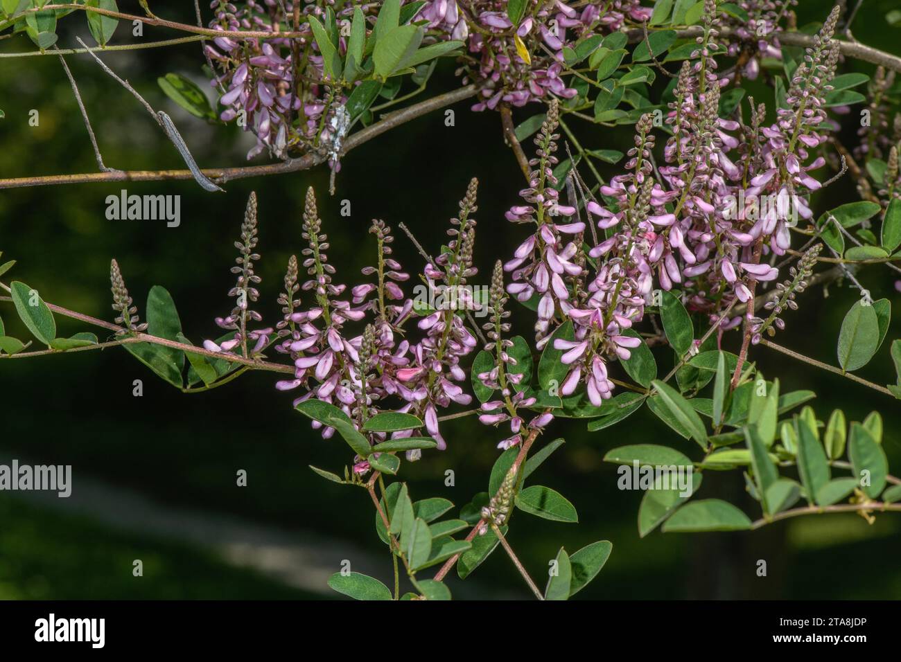 Himalaya Indigo, Indigofera heterantha, in Blüte, aus dem Himalaya. Stockfoto