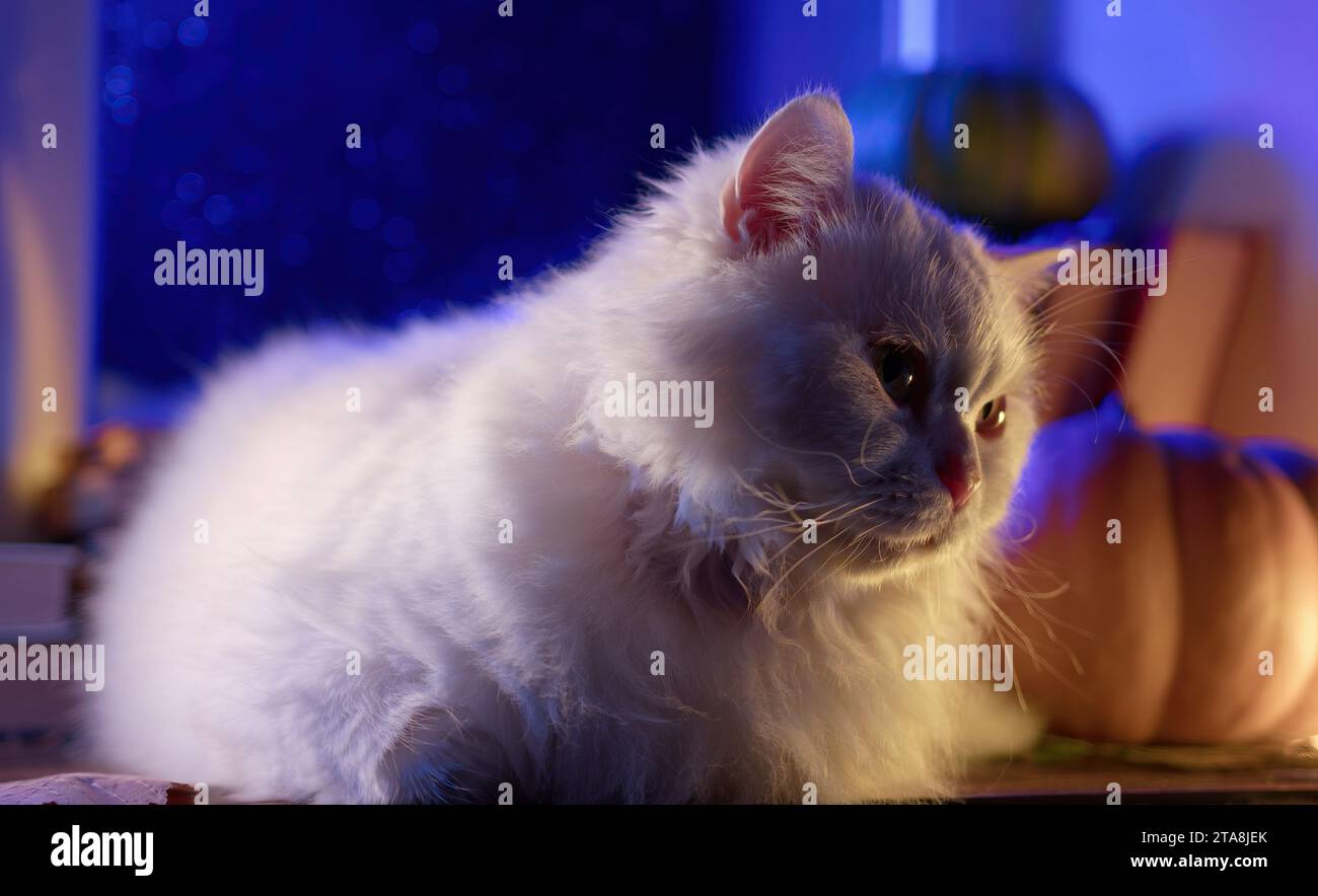 Weiße flauschige Katze, die nachts auf der Fensterbank liegt. Gemütliches Ambiente, Komfortkonzept. Stockfoto